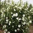 Hibiscus syr. 'White Chiffon': Bild 3/3