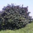 Corylus maxima 'Purpurea': Bild 2/4