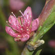 Prunus persica 'Südhaven': Bild 3/4