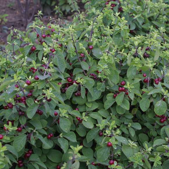 Lonicera xylosteoi.'Clavey's Dwarf': Bild 2/2 Lonicera xylosteoi.'Clavey's Dwarf': Bild 2/2