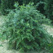 Berberis gagnepainii lanceifolia: Bild 4/4