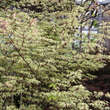 Acer palmatum 'Ukigumo': Bild 3/4