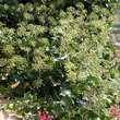 Hedera helix 'Arborescens': Bild 2/5