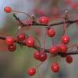 Malus toringo 'Tina': Bild 3/6