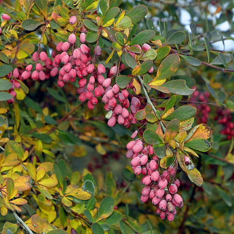 Sauerdorn Berberis vulgaris gelb