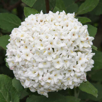 Viburnum carlcephalum: Bild 2/5