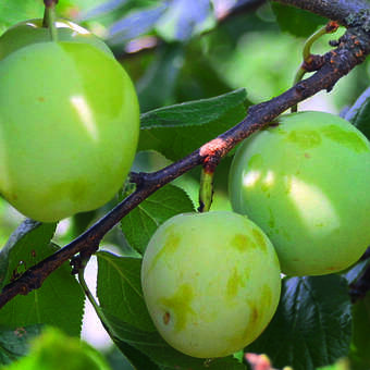 Prunus dom. 'Quillins Ringlotte'