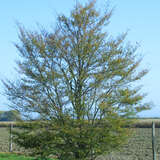 Fagus sylvatica 'Laciniata' - Fiederblatt-Buche