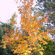 Fagus engleriana: Bild 3/4