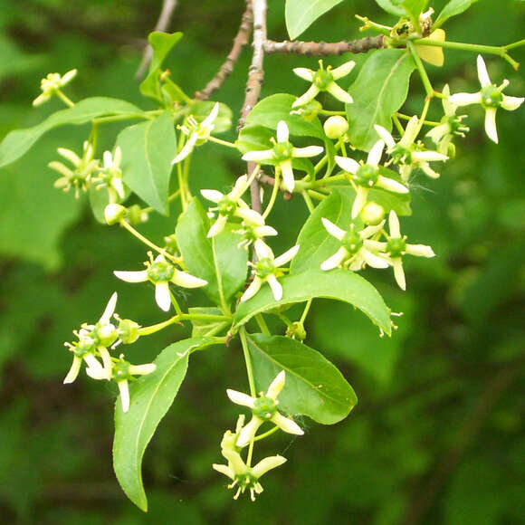 Euonymus europaeus: Bild 2/4