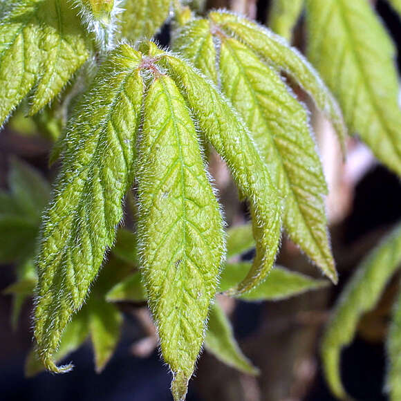 Acer triflorum: Bild 4/7