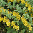 Berberis koreana: Bild 3/7