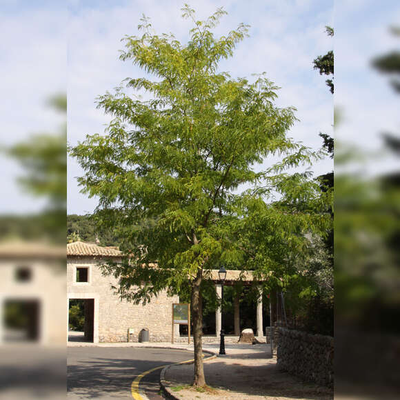 Gleditsia triacanthos 'Skyline': Bild 6/9