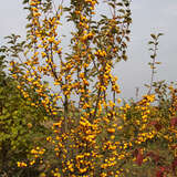 Malus 'Golden Hornet' - Zierapfel