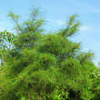 Frangula alnus 'Asplenifolia': Bild 6/6