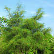 Frangula alnus 'Asplenifolia': Bild 6/6