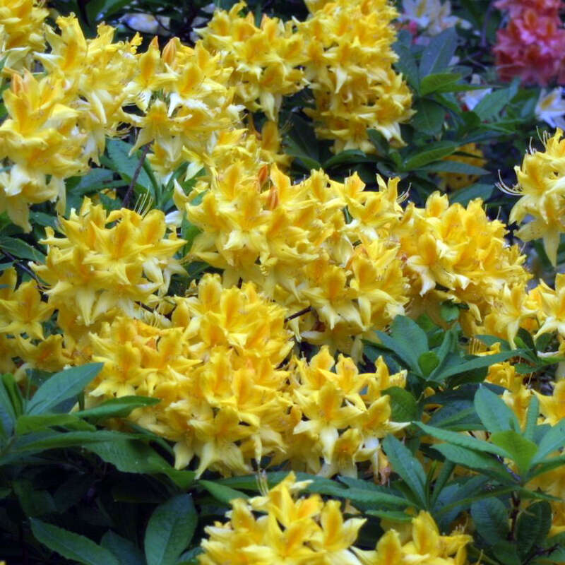 Hohe Gartenazalee Azalea Großblumig gelb gelb