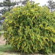 Berberis koreana: Bild 6/7