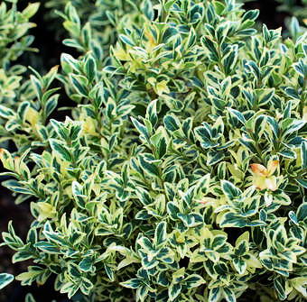 Buxus sempervirens 'Argenteovariegata'
