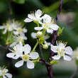 Prunus fruticosa: Bild 3/7