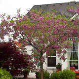 Robinia hispida 'Macrophylla' - Rosenakazie