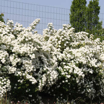 Spiraea vanhouttei: Bild 3/5
