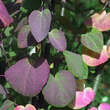 Cercidiphyllum japonicum: Bild 3/6