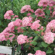 Hydrangea arborescens 'Pink Annabelle': Bild 3/6