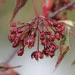 Acer palmatum 'Osakazuki': Bild 2/8