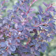 Berberis thunbergii 'Atropurpurea': Bild 2/4