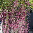 Lespedeza thunbergii: Bild 3/4