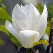 Magnolia soulangeana 'Alba Superba': Bild 1/4