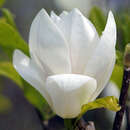Magnolia soulangeana 'Alba Superba' - Weiße Tulpenmagnolie