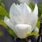 Weiße Tulpenmagnolie