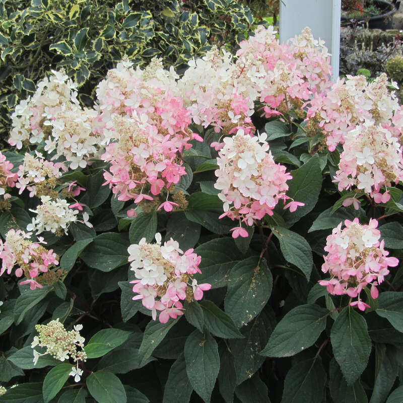 Rispenhortensie - Hydrangea paniculata 'Pinky Winky' - weiß