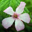 Rubus odoratus: Bild 2/5