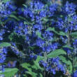 Caryopteris clandonensis 'Grand Bleu': Bild 2/6