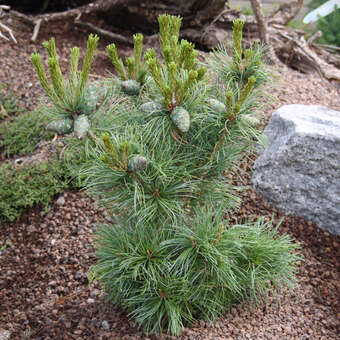 Pinus parviflora 'Schoon's Bonsai'