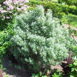 Hippophae rhamnoides 'Hikul': Bild 4/4