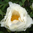 Paeonia suffruticosa weiß: Bild 2/3