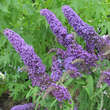 Buddleja davidii 'Purple Emperor': Bild 2/2