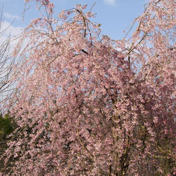 Prunus pendula 'Pendula Rubra': Bild 7/11 Prunus pendula 'Pendula Rubra': Bild 7/11