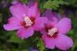 Hibiscus syriacus 'Woodbridge': Bild 2/3