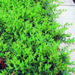 Ligustrum vulgare 'Lodense': Bild 7/9