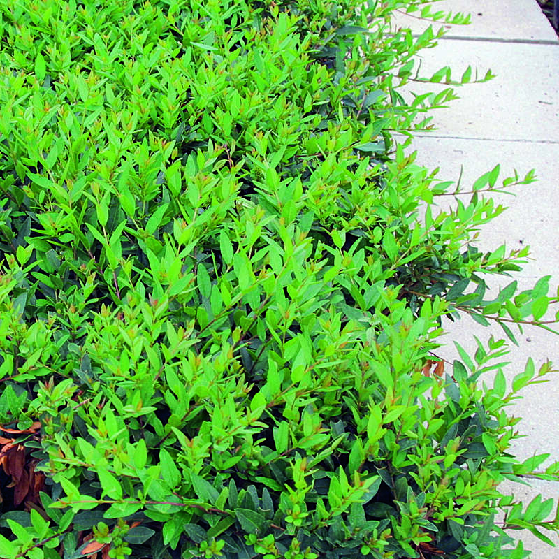 philodendron pink princess marble galaxy Philodendron 'Pink Princess Marble Galaxy' – Cedar Bridge Botanicals