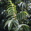 Pterocarya rhoi. 'Kyoto Convention': Bild 2/2