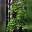 Acer palmatum 'Palmatifidum'  H100+: Bild 5/6