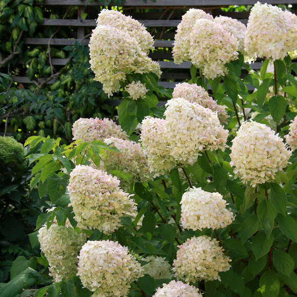 Hydrangea paniculata 'Grandiflora': Bild 3/3 Hydrangea paniculata 'Grandiflora': Bild 3/3