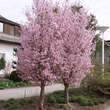 Prunus nipponica 'Ruby': Bild 5/6