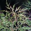 Acer palmatum 'Baldsmith' H150+: Bild 2/7